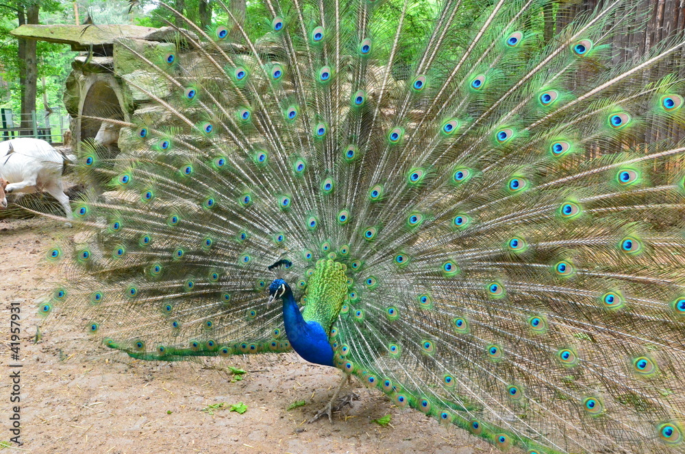 Obraz premium blauer pfau