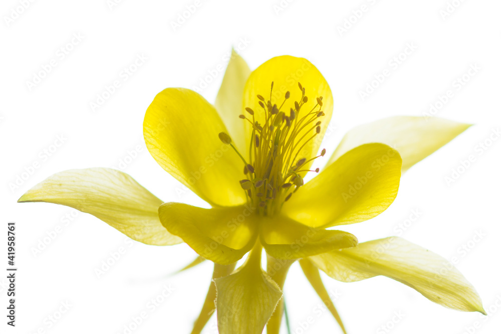 Fototapeta premium Akelei - Yellow Queen