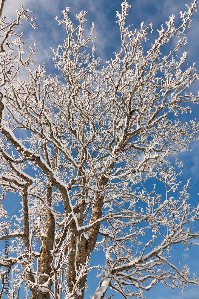 Baum in der Kälte