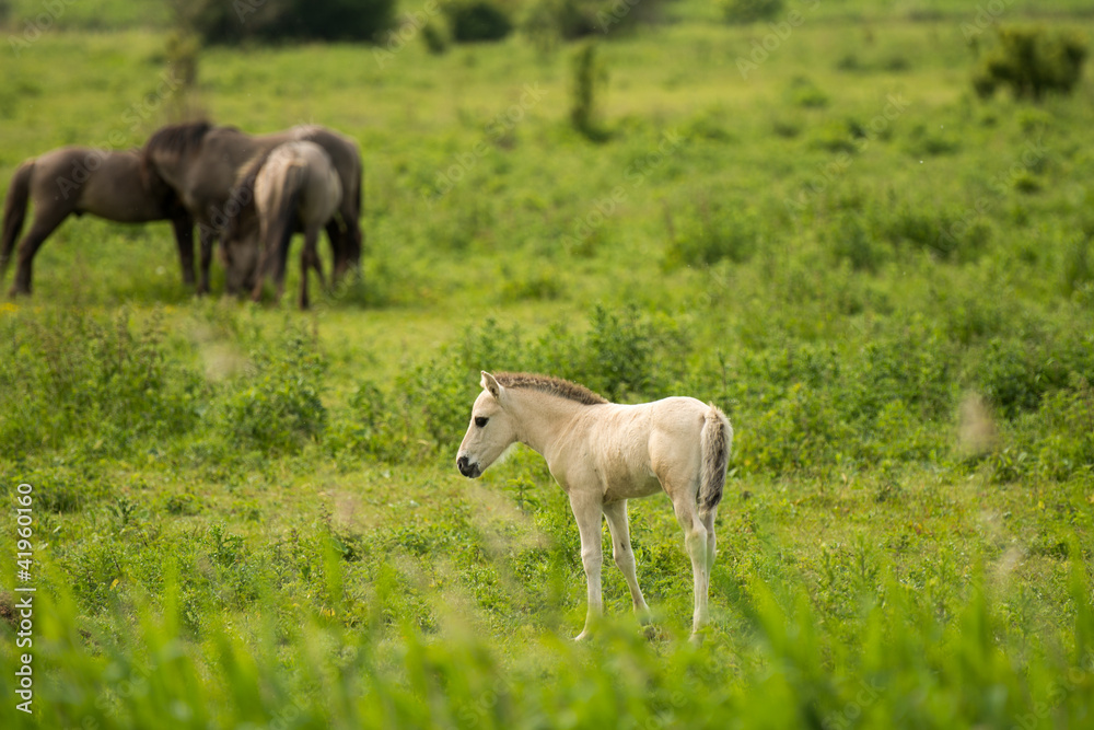 Konik horses in nature in spring Konik horses in nature in spring