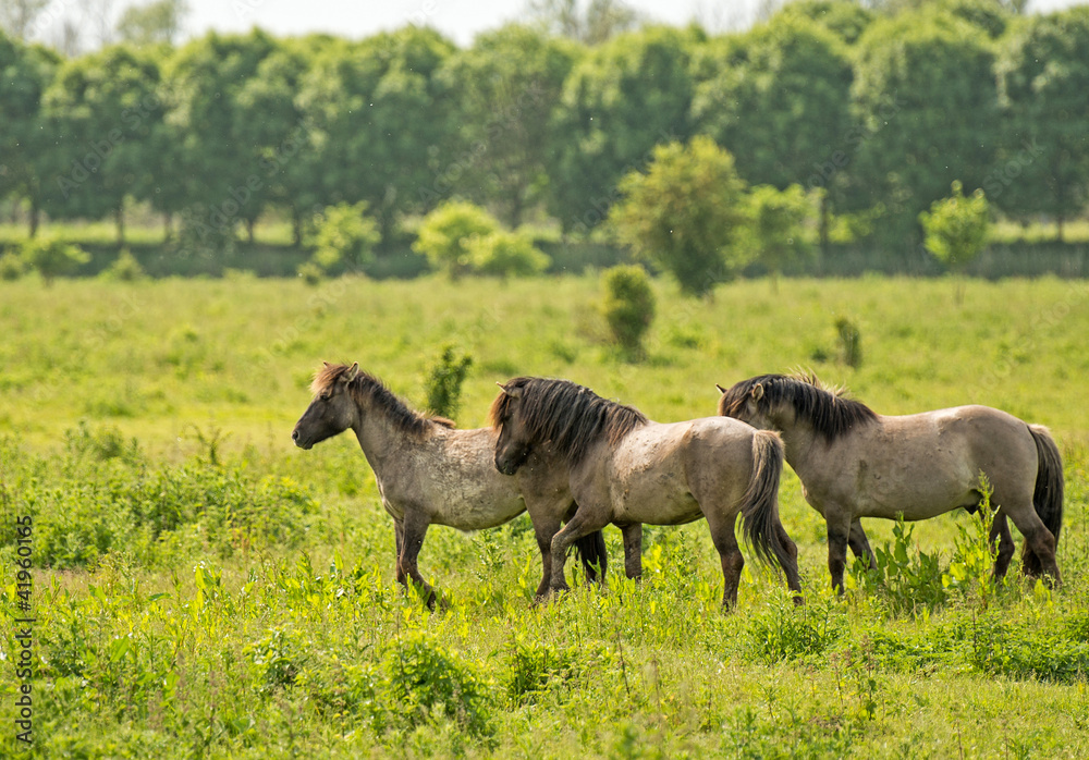 Konik horses in nature in spring Konik horses in nature in spring