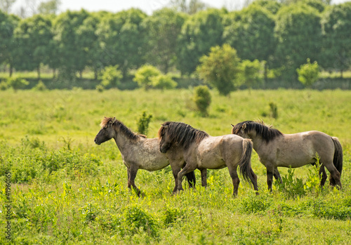 Konik horses in nature in spring