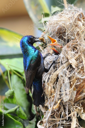 Male Sunbird feeding his newborn chicks in nest photo