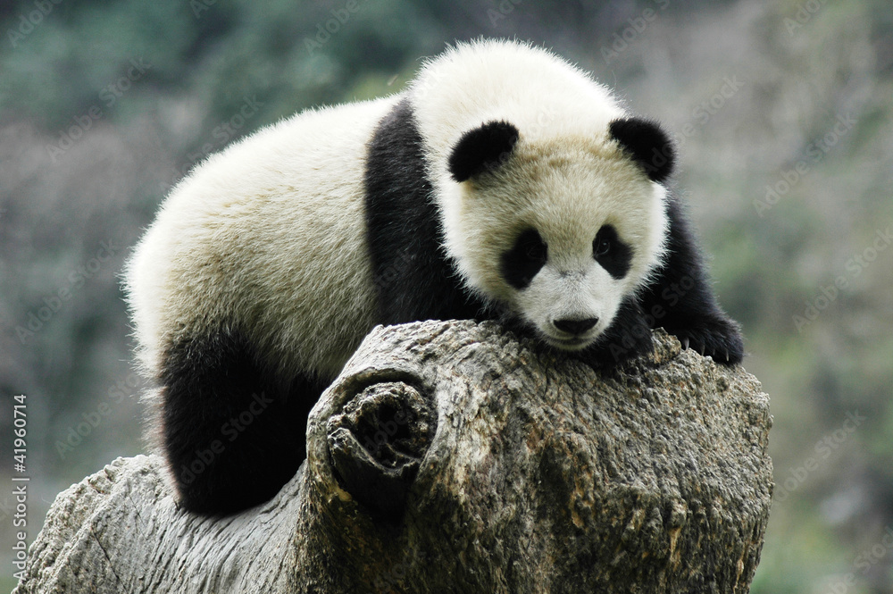 Panda cub Panda cub