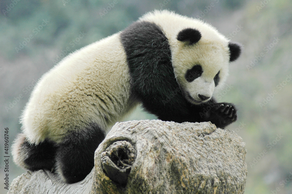 Fototapeta premium Panda cub