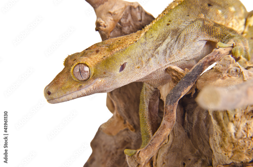 Obraz premium Crested gecko (1)