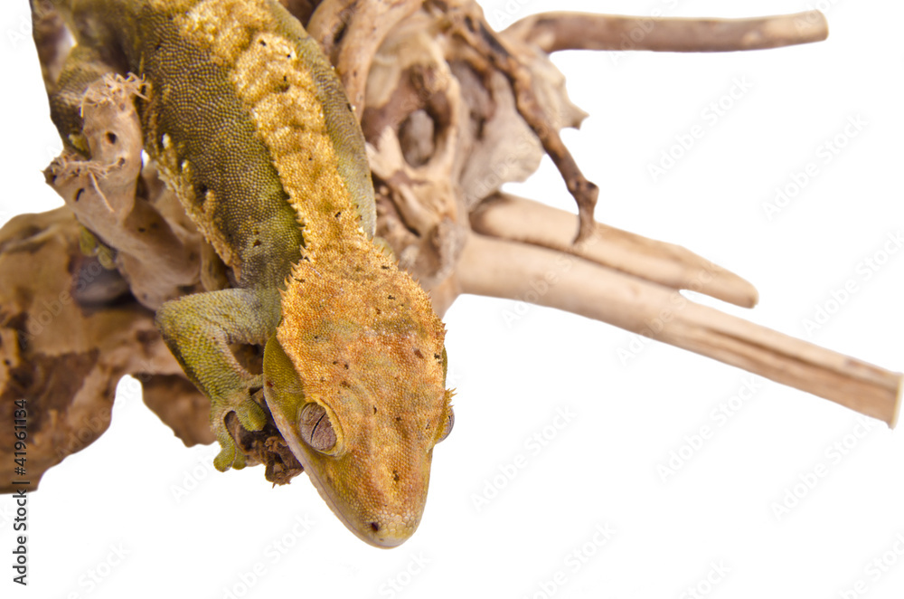 Fototapeta premium Crested gecko (5)