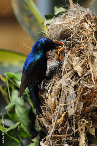 Male Sunbird feeding his newborn chicks in nest