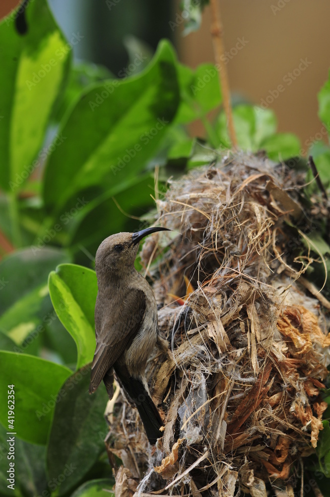 Female Sunbird feeding the chicks in nest Female Sunbird feeding the chicks in nest