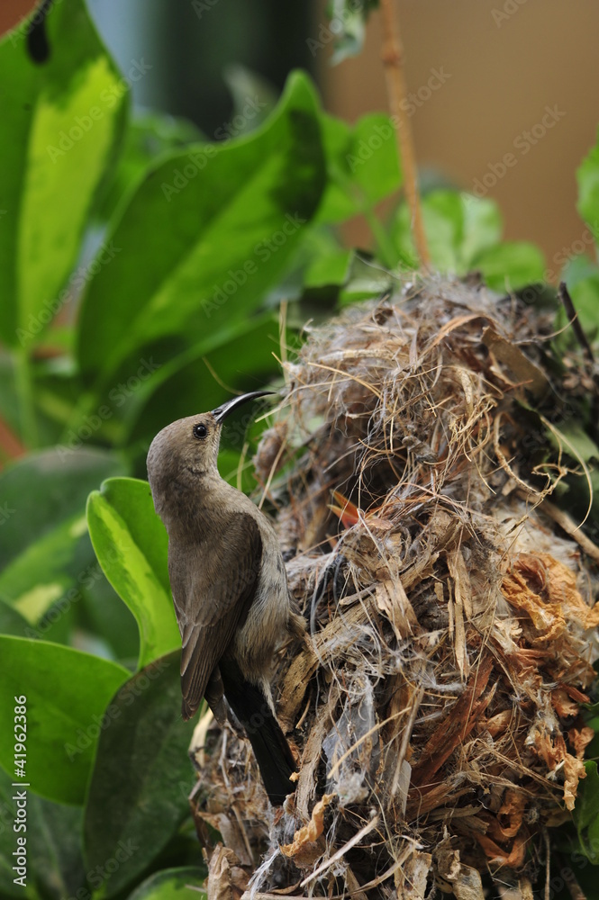 Female Sunbird feeding her newborn chicks in nest