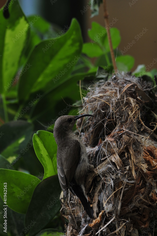 Female Sunbird feeding her newborn chicks in nest Female Sunbird feeding her newborn chicks in nest