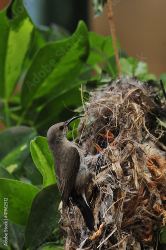 Female Sunbird feeding her newborn chicks in nest