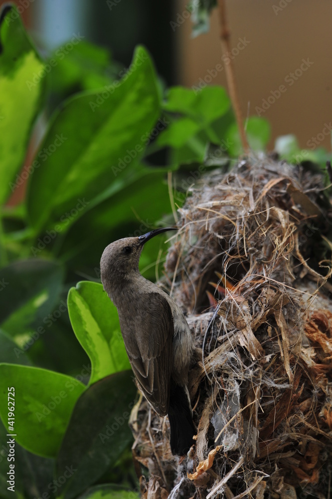 Female Sunbird feeding the chicks in nest Female Sunbird feeding the chicks in nest