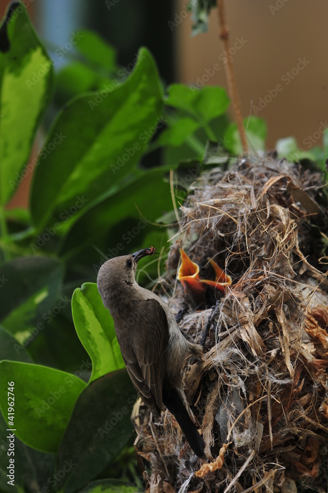 Female Sunbird feeding her newborn chicks in nest Female Sunbird feeding her newborn chicks in nest