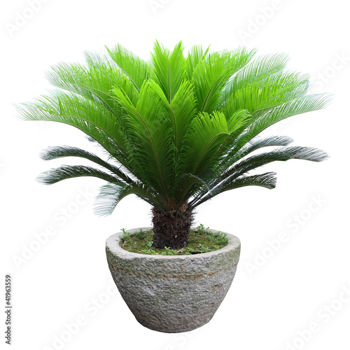 Canvas-taulu sago cycad tree