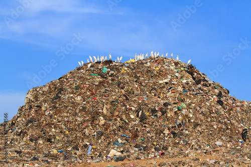 Bird on mountain of garbage