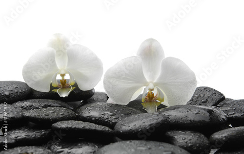 Beautiful two white orchid on wet, zen stones