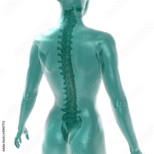 womens spine on white