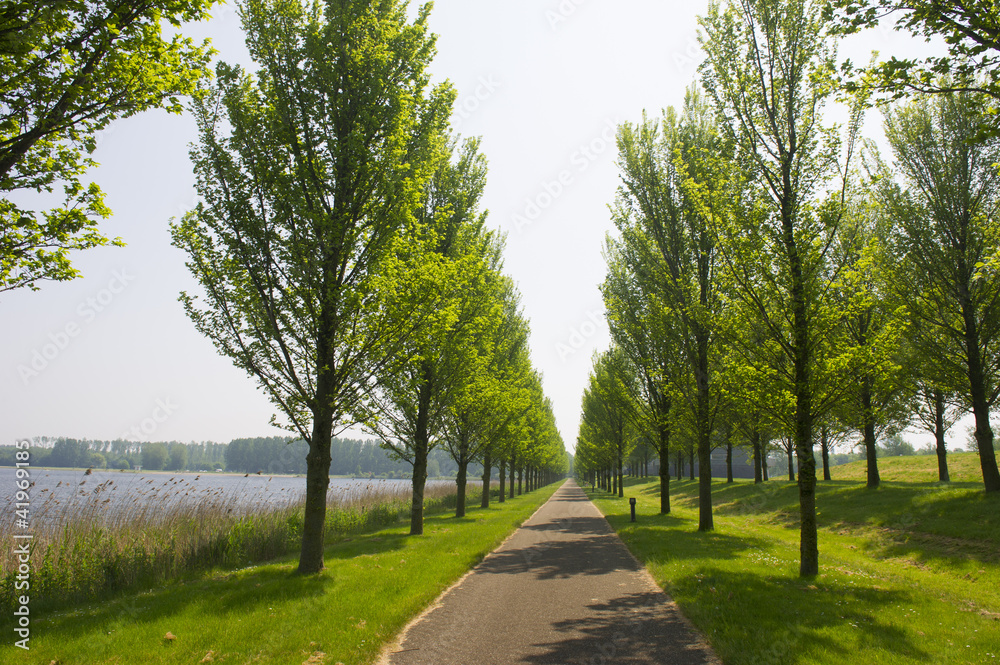 Row trees and bike path