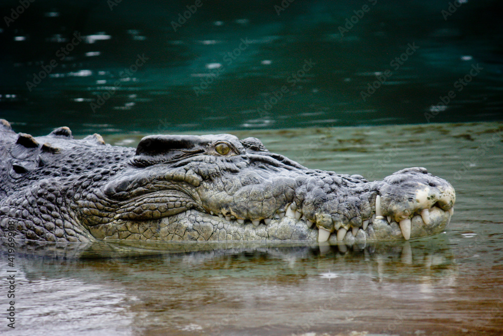 Close up of Australian crocodile