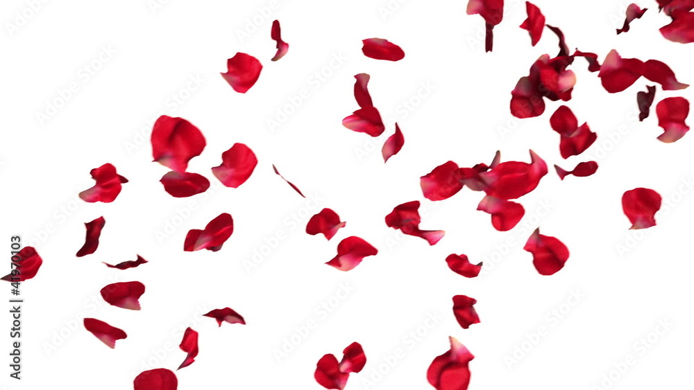 Animation of falling rose petals in slow motion
