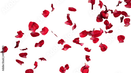 Animation of falling rose petals in slow motion
