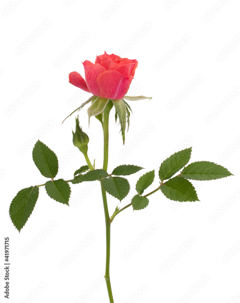 Beautiful rose isolated on white background Beautiful rose isolated on white background