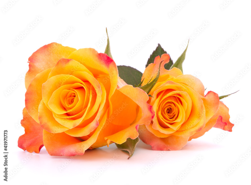 Obraz premium Two orange roses