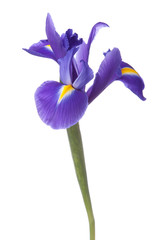 Papier peint photo Iris Iris bleu sauvage des marais  © Natika