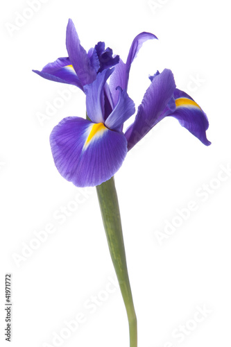 Fotografie, Obraz Blue iris or blueflag flower
