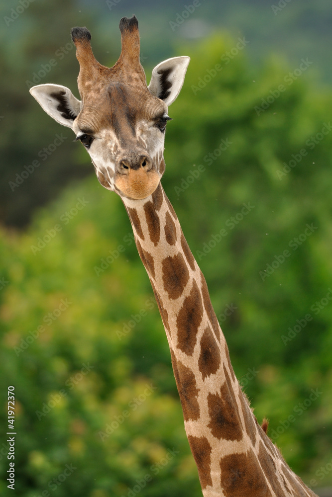 Fototapeta premium Giraffe head with neck