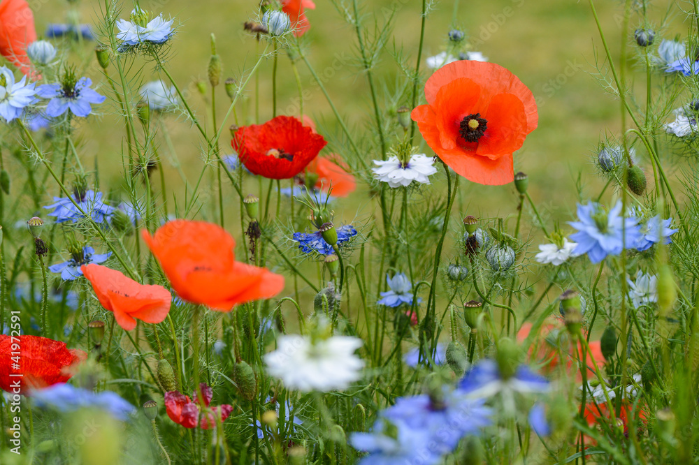 Obraz premium Fleurs - Coquelicots