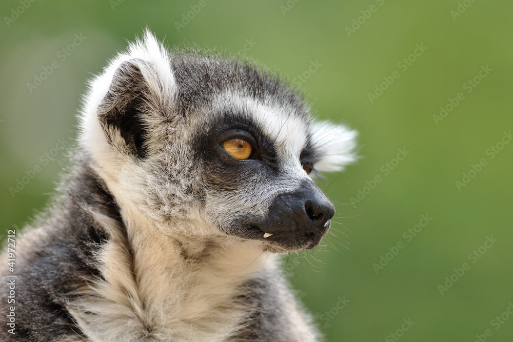 Lemur portrait Lemur portrait