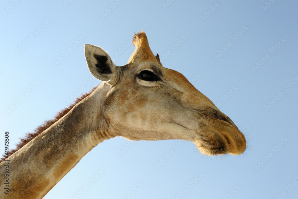 Obraz premium Giraffe head from under.