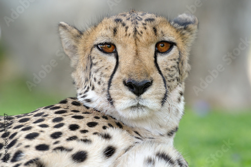 Cheetah portrait.