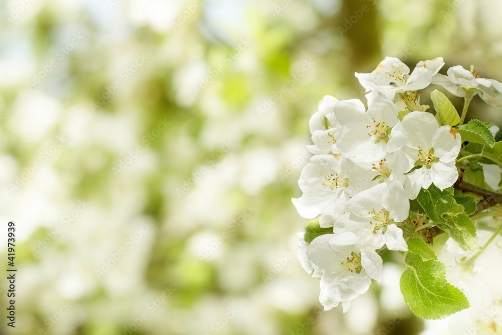 Blossoming flower in spring with very shallow focus Blossoming flower in spring with very shallow focus