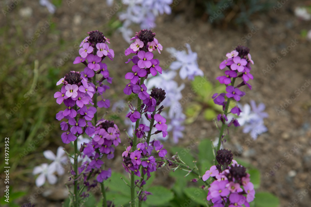 erysimum bowles mauve erysimum bowles mauve