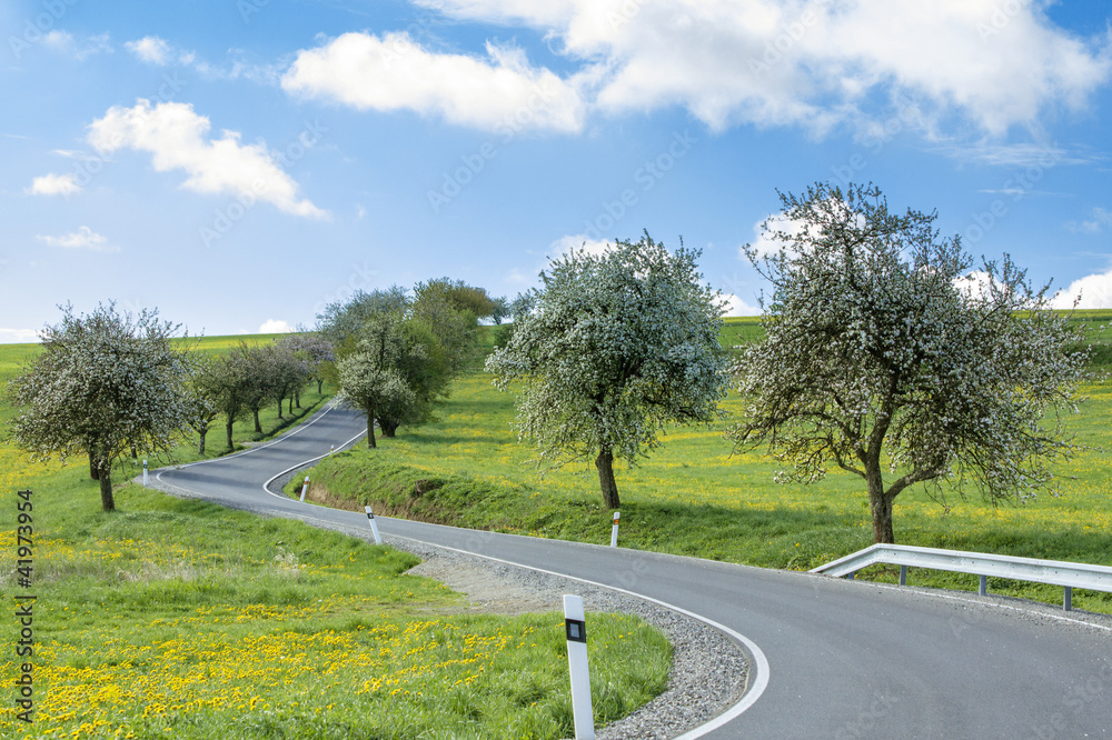 road with alley of cherry trees in bloom road with alley of cherry trees in bloom