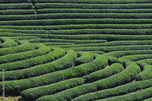 tea plantation