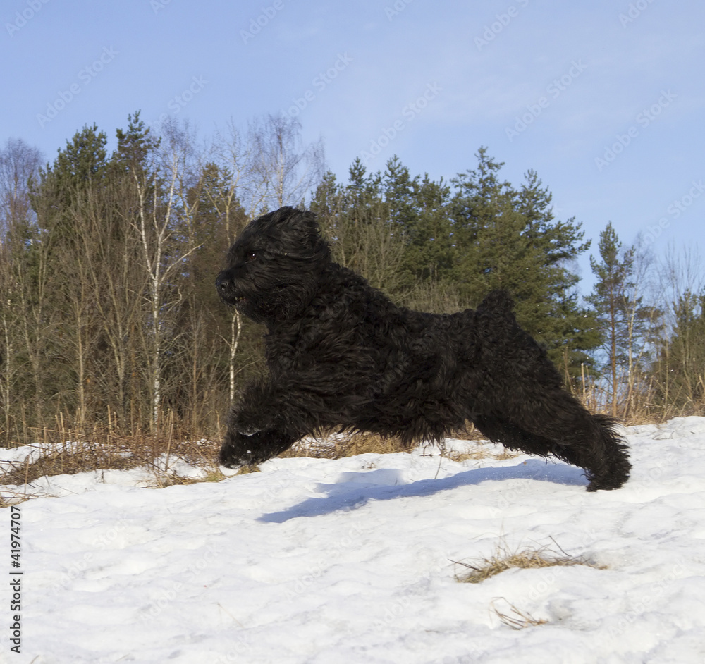 Fototapeta premium Black Russian Terrier