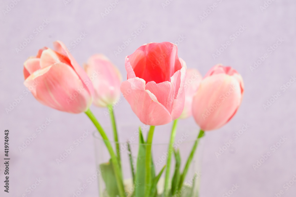 Fototapeta premium flowers isolated on white. tulips