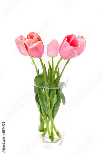 flowers isolated on white. tulips