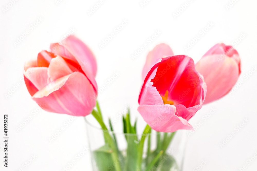 flowers isolated on white. tulips flowers isolated on white. tulips