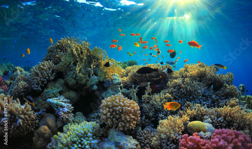 Canvas-taulu Underwater view