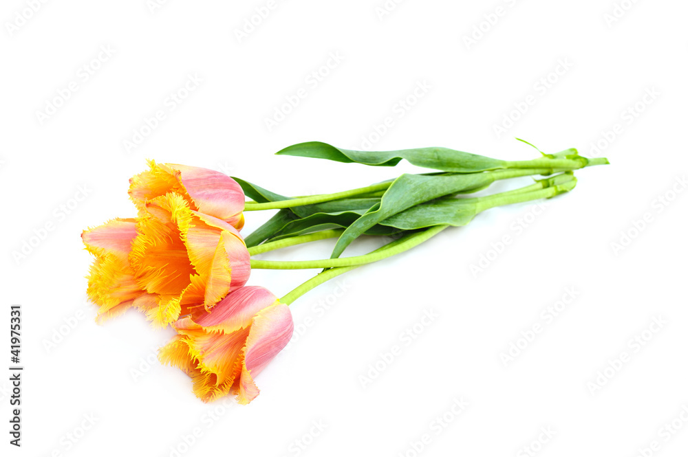 Fototapeta premium flowers isolated on white. tulips