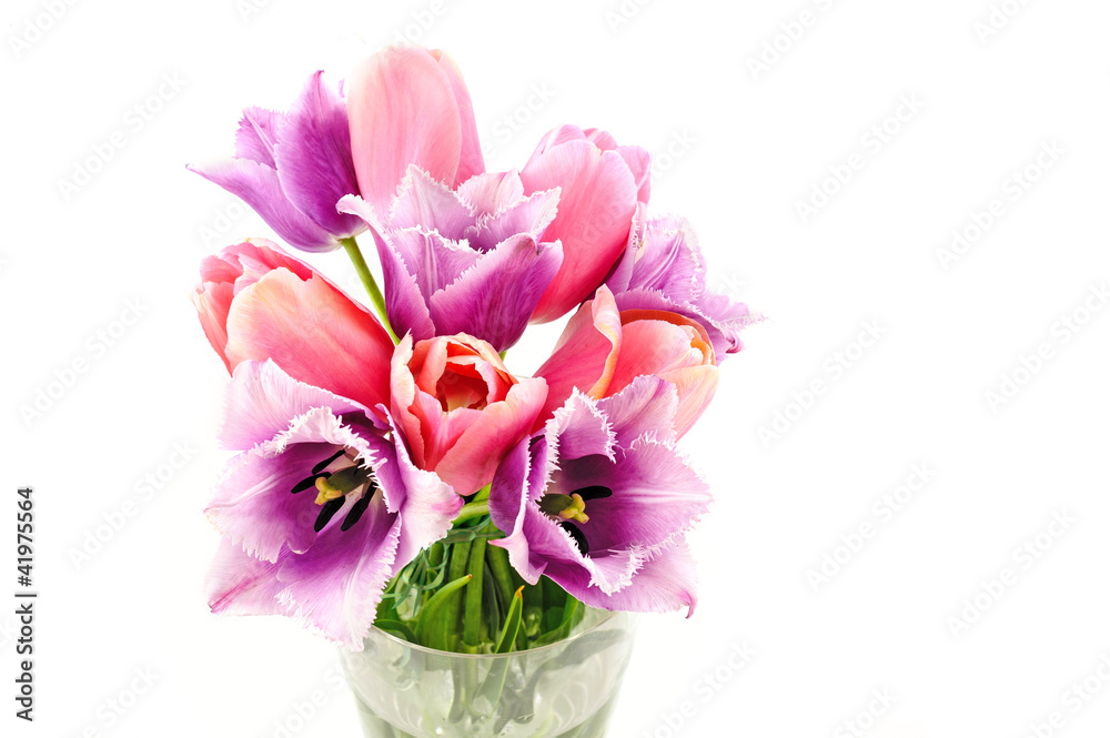 flowers isolated on white. tulips