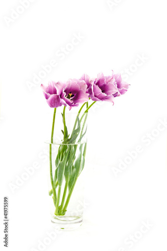 flowers isolated on white. tulips © andreiko
