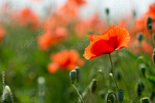 Fleurs - Coquelicots