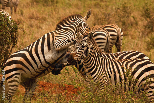 Zebra stallions fighting