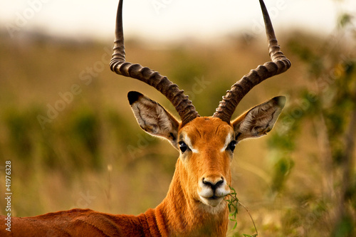 Male impala chewing grass photo